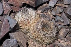 Eriosyce atroviridis