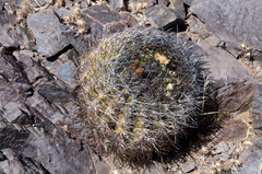 Eriosyce atroviridis