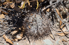 Eriosyce heinrichiana