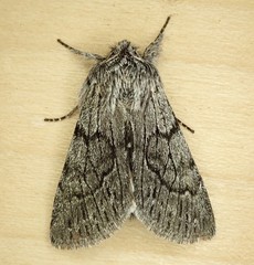 Pleromelloida conserta