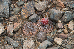 Eriosyce heinrichiana