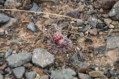 Eriosyce heinrichiana