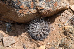 Eriosyce crispa carrizalensis