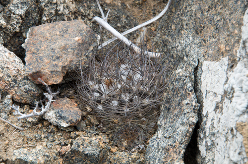 Eriosyce crispa