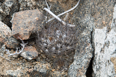 Eriosyce crispa carrizalensis