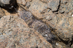 Eriosyce crispa carrizalensis