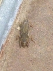 Neoscapteriscus borellii