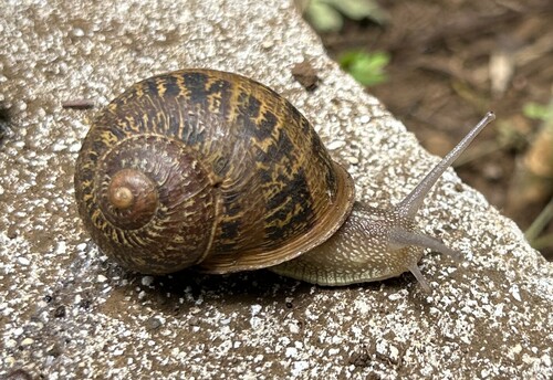 Helix, 2026-05-23