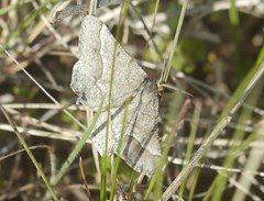 Isturgia murinaria