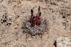 Eriosyce heinrichiana