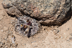 Eriosyce heinrichiana