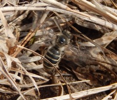 Colletes inaequalis