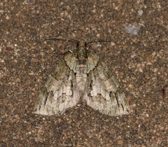 Hydriomena pluviata