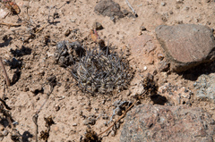 Eriosyce heinrichiana
