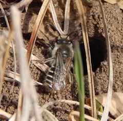 Colletes inaequalis