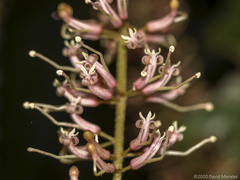 Macadamia tetraphylla