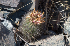 Eriosyce chilensis albidiflora
