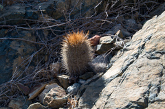 Eriosyce chilensis albidiflora