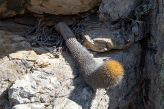 Eriosyce chilensis albidiflora