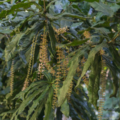 Macadamia tetraphylla