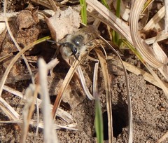 Colletes inaequalis