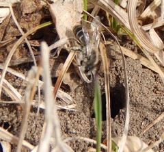 Colletes inaequalis