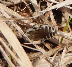 Colletes inaequalis