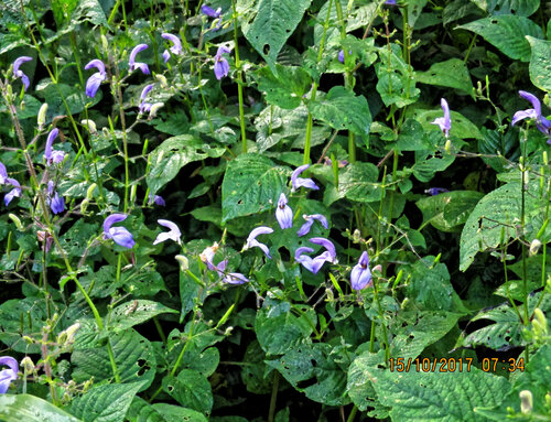 Brillantaisia lamium, photograph 4