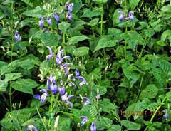 Brillantaisia lamium, photograph (c) Philippe Hornus, some rights reserved (CC BY)