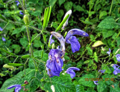 (c) Philippe Hornus, some rights reserved (CC BY) Brillantaisia lamium, photograph (c) Philippe Hornus, some rights reserved (CC BY)