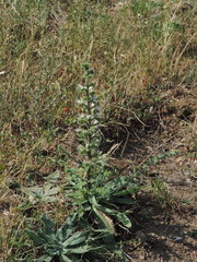 Echium italicum italicum