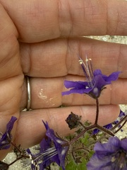 Phacelia parryi, photograph (c) etw, some rights reserved (CC BY)