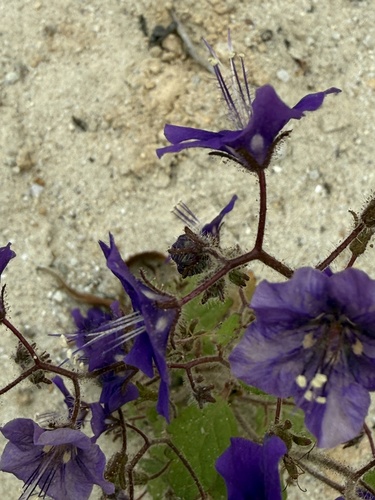 Phacelia parryi, photograph 2