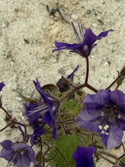 Phacelia parryi, photograph (c) etw, some rights reserved (CC BY)