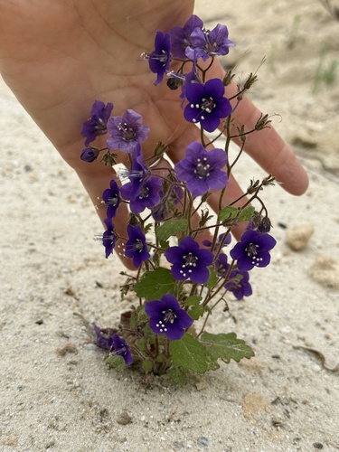 Phacelia parryi, photograph 3