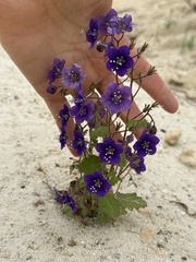 Phacelia parryi, photograph (c) etw, some rights reserved (CC BY)