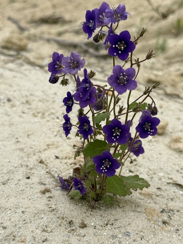 Phacelia parryi, photograph 1