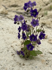 Phacelia parryi, photograph (c) etw, some rights reserved (CC BY)