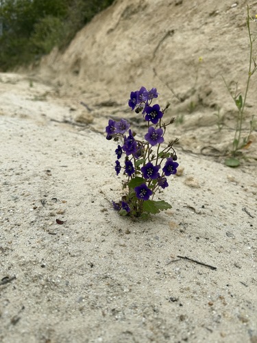 Phacelia parryi, photograph 5