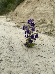 Phacelia parryi, photograph (c) etw, some rights reserved (CC BY)