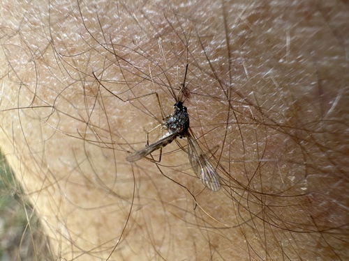 Cold Weather Mosquito photo 4