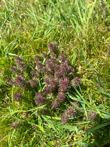 Triphysaria pusilla, photograph 5