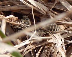Colletes inaequalis