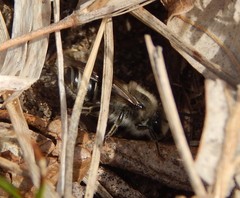 Colletes inaequalis