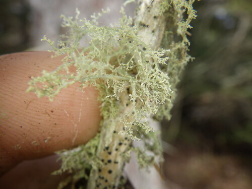 Ramalina roesleri observed 2026-05-24