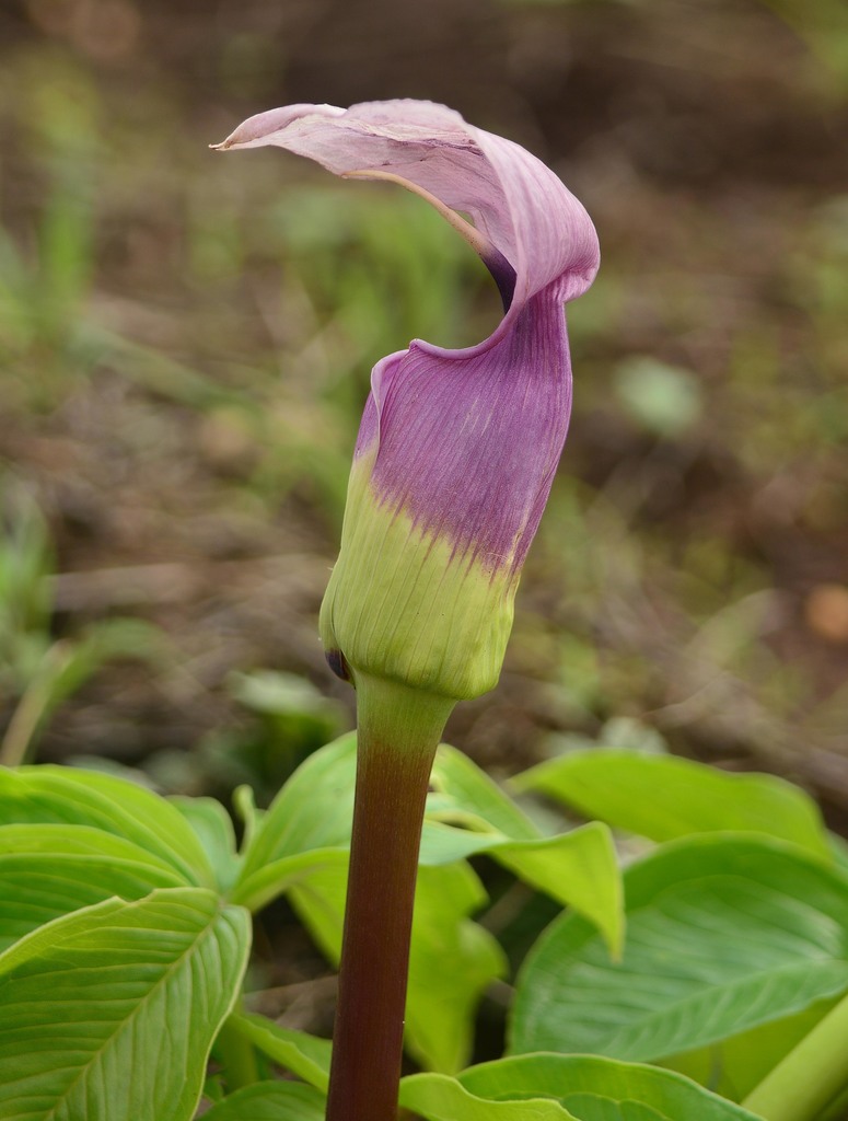 Murray's cobra lily