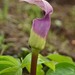 Arisaema murrayi - Photo (c) S.MORE, algunos derechos reservados (CC BY-NC), uploaded by S.MORE