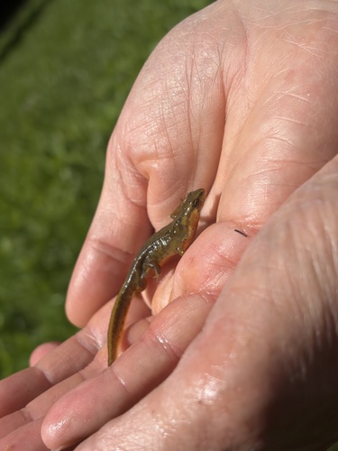 Carpathian Newt, Gorczański Park Narodowy, Mszana Dolna, Małopolskie, PL, photo 8 of 10