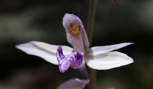 Violet Bird's-nest