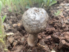 Agaricus deserticola